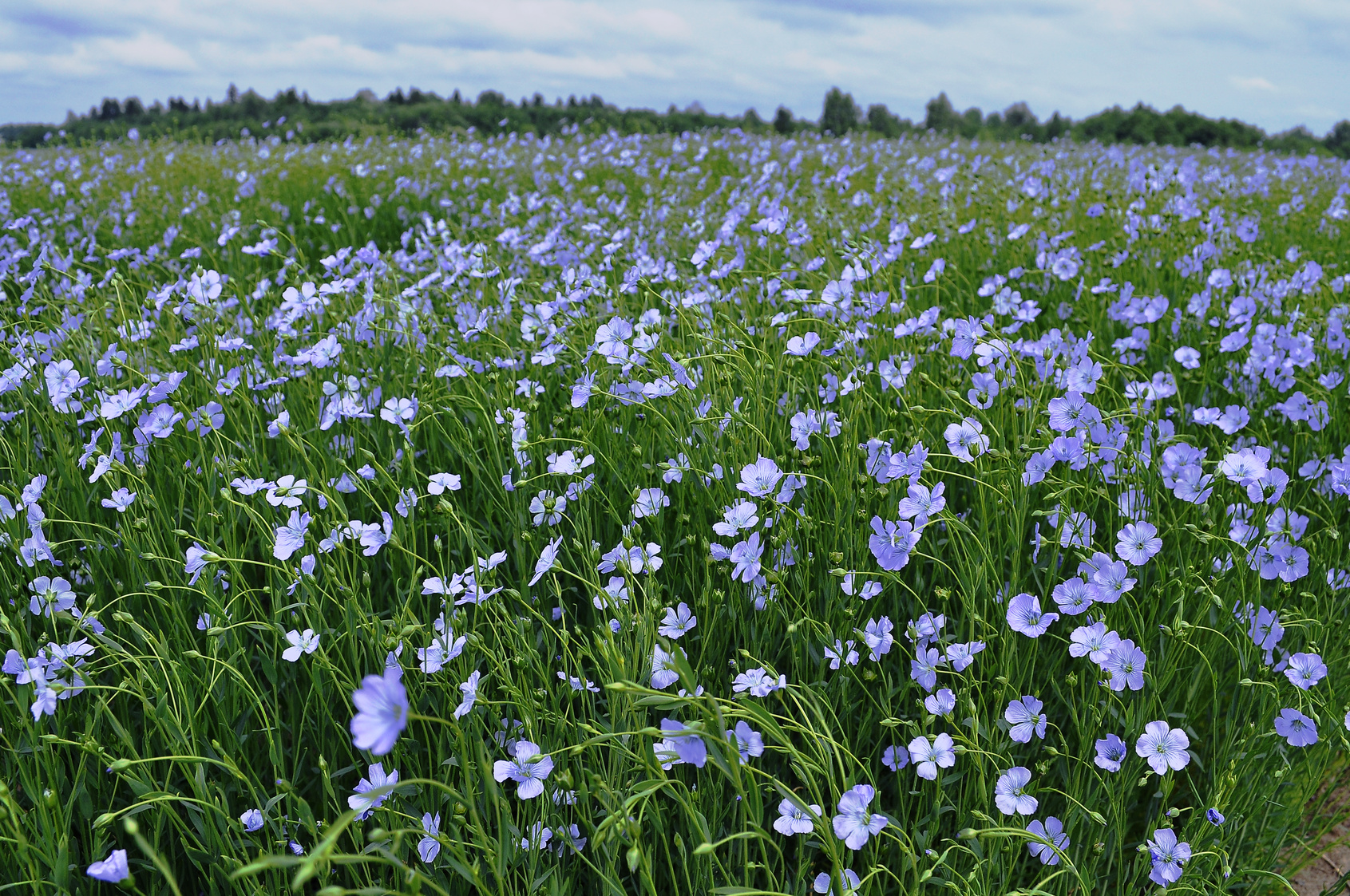 Image de la certification Bleu Blanc Cœur